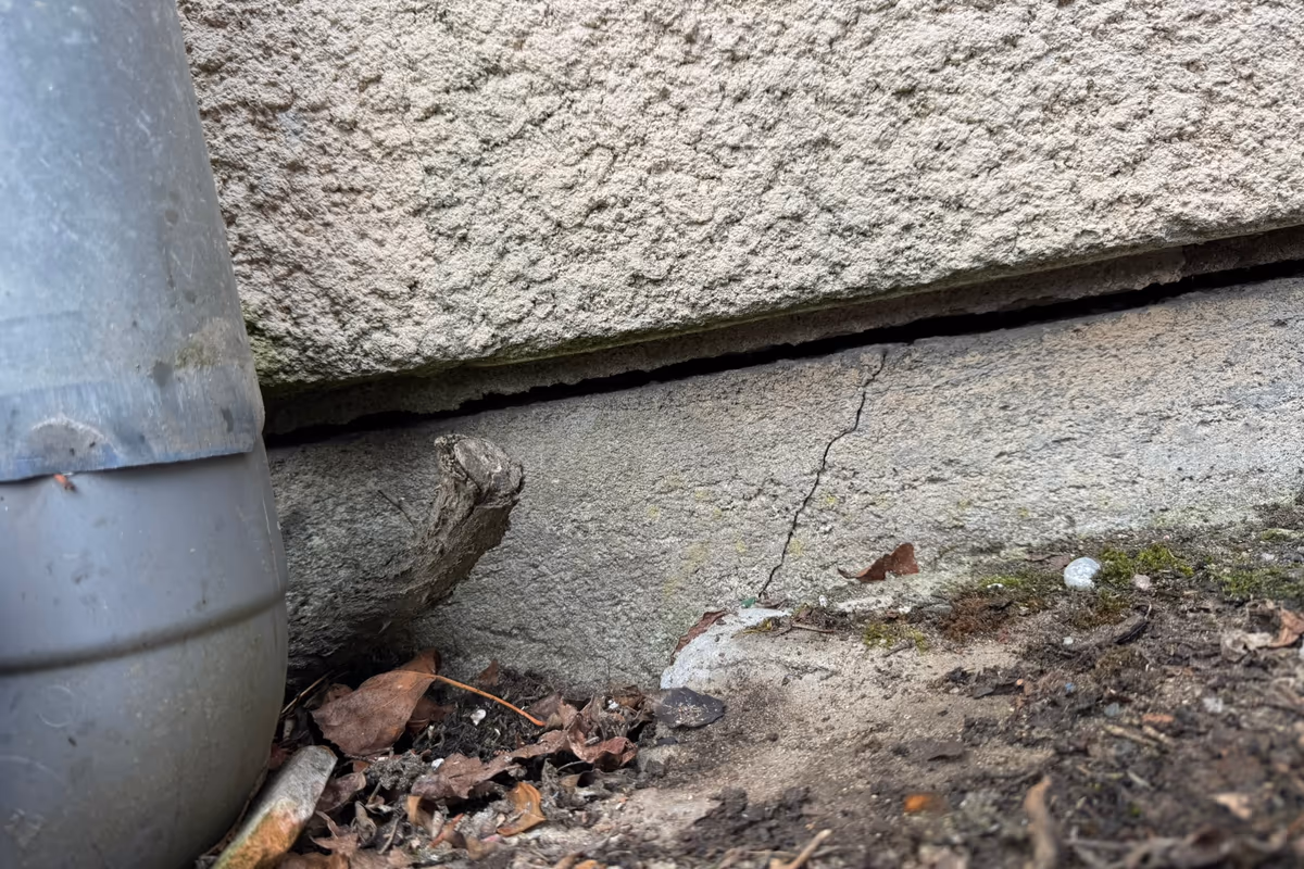 Racine affleurante au pied d'un soubassement fissuré, avec un décollement horizontal entre l'enduit de façade et le soubassement, à côté d'une descente d'eaux pluviales