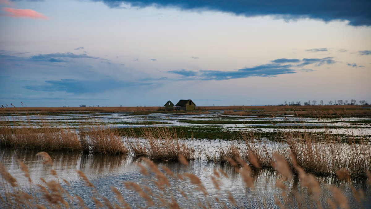Prairie basse gorgée d'eau et roselière au crépuscule, petite maison isolée au milieu de la zone humide, ciel chargé