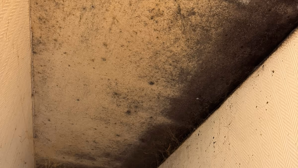 Plafond noirci de moisissures dans un angle de pièce, la trace la plus sombre longeant la jonction avec le mur tapissé