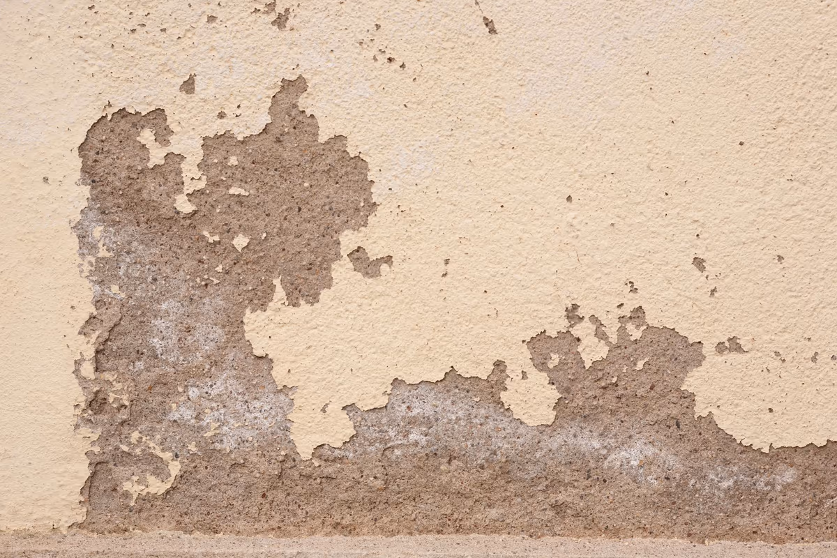 Pied de mur dont la peinture cloque et se détache sur un front irrégulier, laissant apparaître un enduit pulvérulent piqueté de dépôts blanchâtres