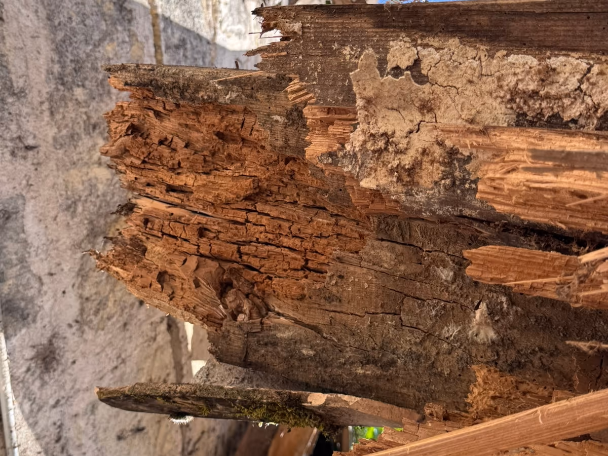 Pièce de bois éclatée, creusée de galeries feuilletées dans le sens du fil et couverte par endroits d'une croûte terreuse, contre un mur enduit