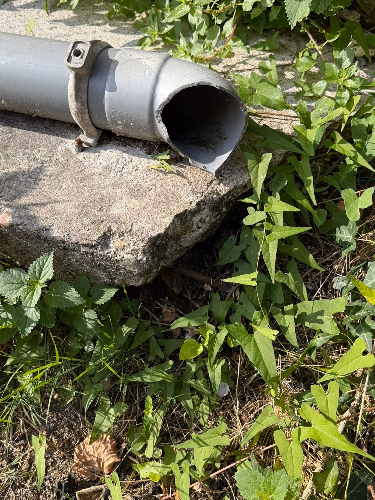 Tuyau de descente d'eaux pluviales en PVC gris terminé par un coude ouvert, posé sur une dalle de béton et débouchant directement dans la végétation