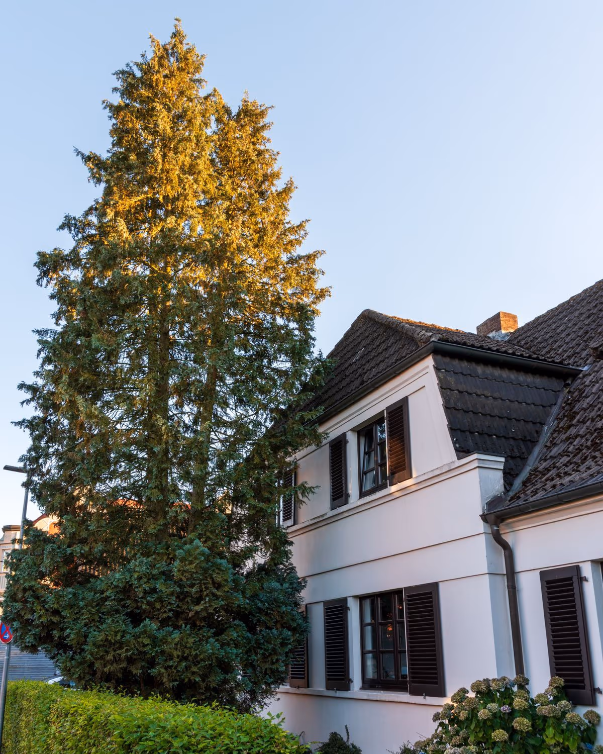 Grand conifère planté contre l'angle d'une maison enduite à volets bruns, nettement plus haut que le faîtage, avec une haie taillée à son pied