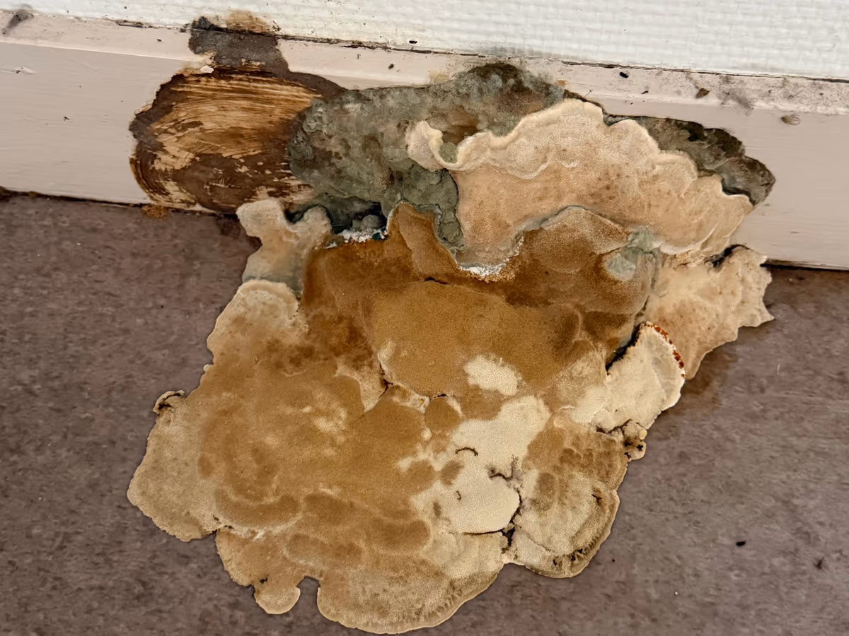 Fructification de type mérule sortie d'une plinthe en pied de mur : large galette plate brun clair bordée de blanc, étalée sur le revêtement de sol