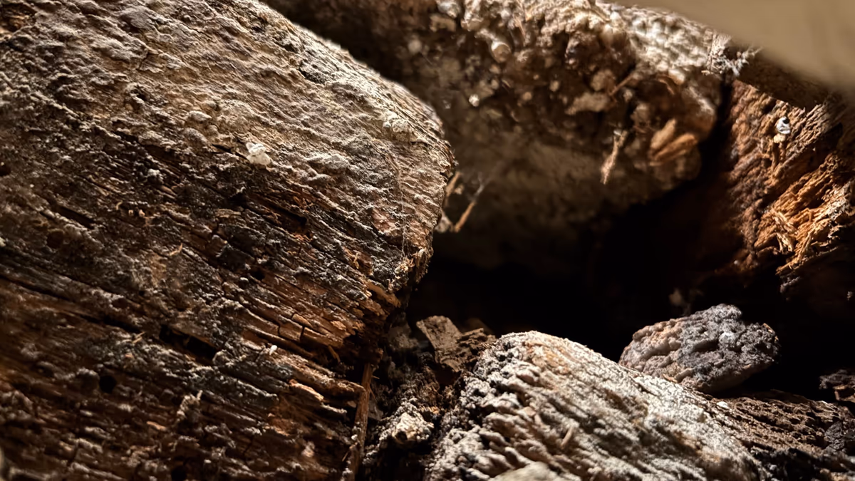 Gros plan sur des bois sous plancher attaqués par un champignon lignivore, bois sombre fissuré et désagrégé, recouvert par endroits d'un voile grisâtre