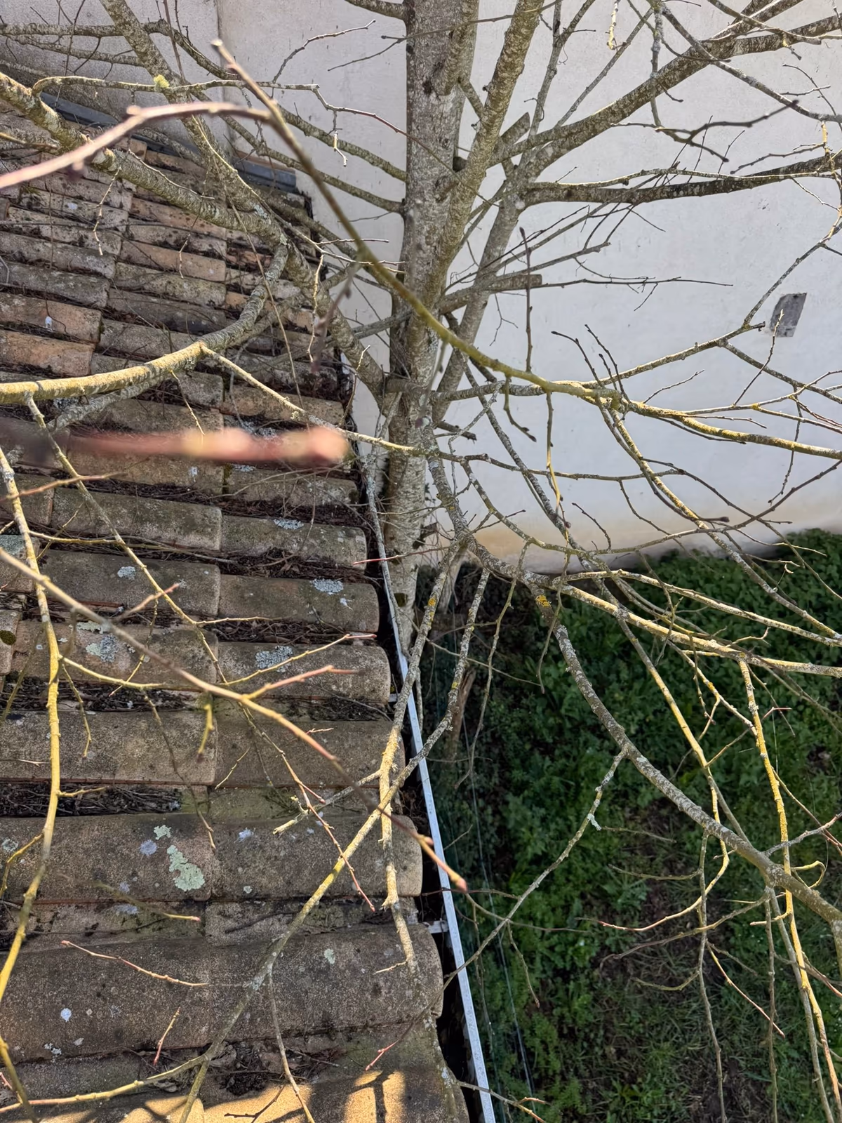 Branches d'un arbre en surplomb d'une toiture en tuiles canal, rameaux tombés dans la gouttière en bas de versant