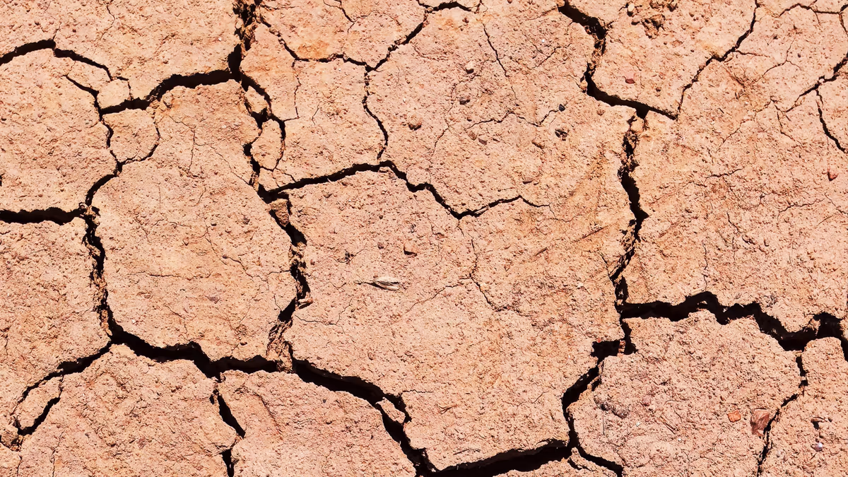Sol argileux craquelé en surface après une période de sécheresse, plan serré sur un réseau de fissures polygonales